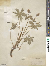 Geranium viscosissimum image