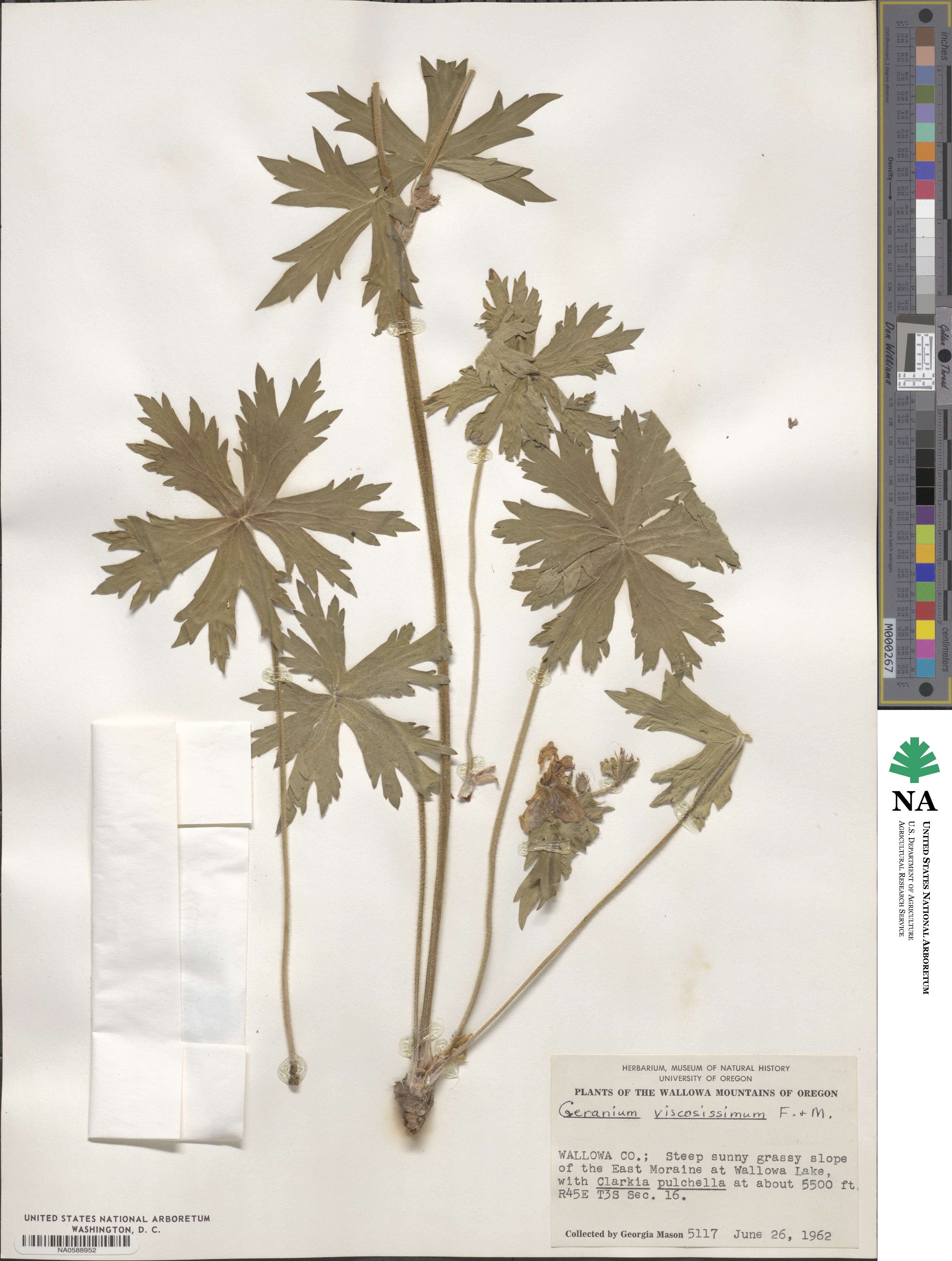 Geranium viscosissimum image
