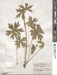 Geranium viscosissimum image