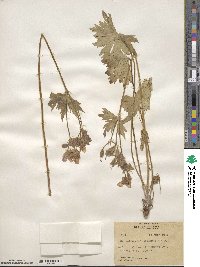 Geranium viscosissimum image