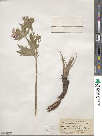 Geranium viscosissimum image