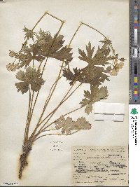 Geranium viscosissimum image