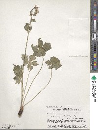 Geranium viscosissimum image