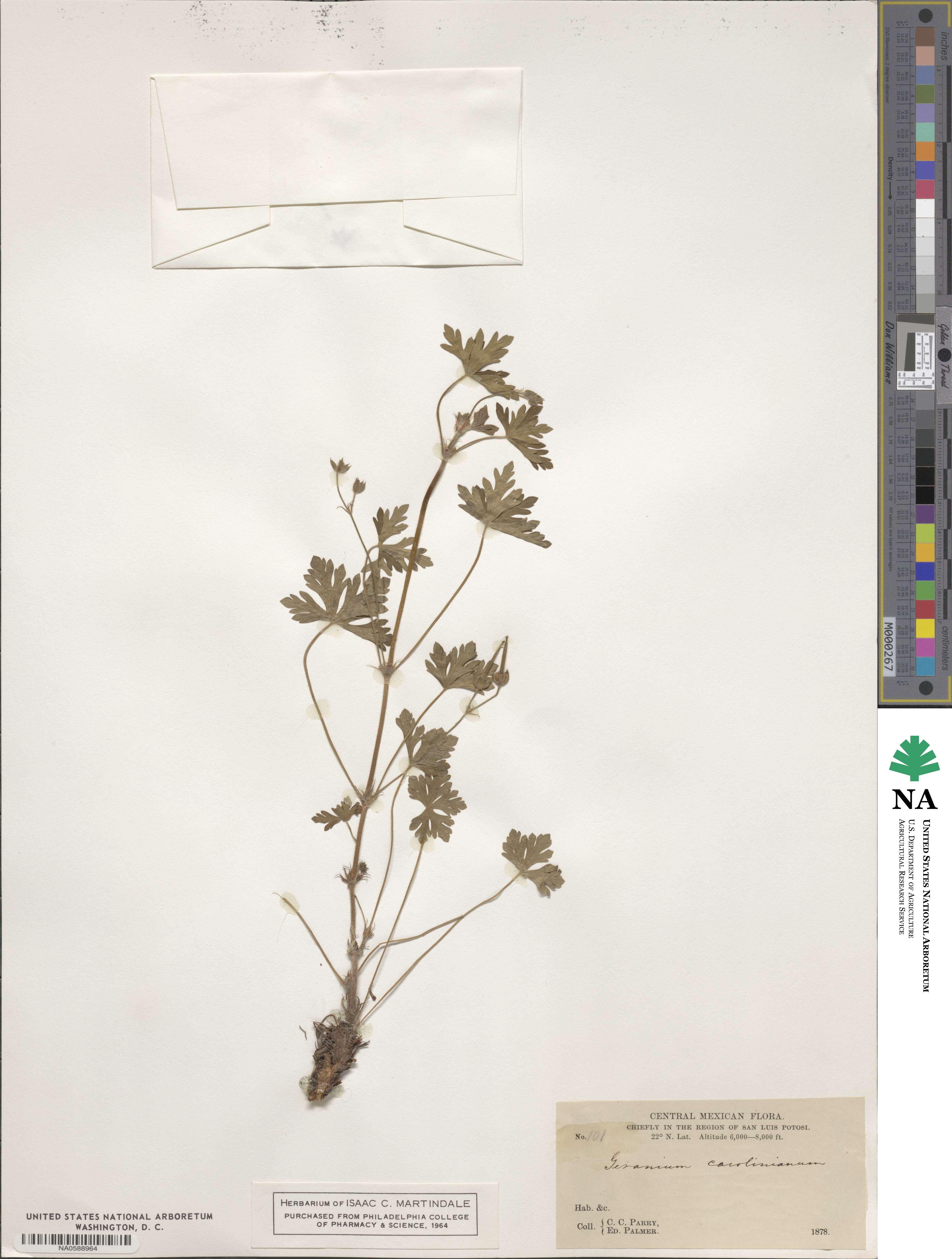 Geranium solanderi image