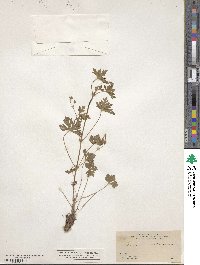 Geranium solanderi image