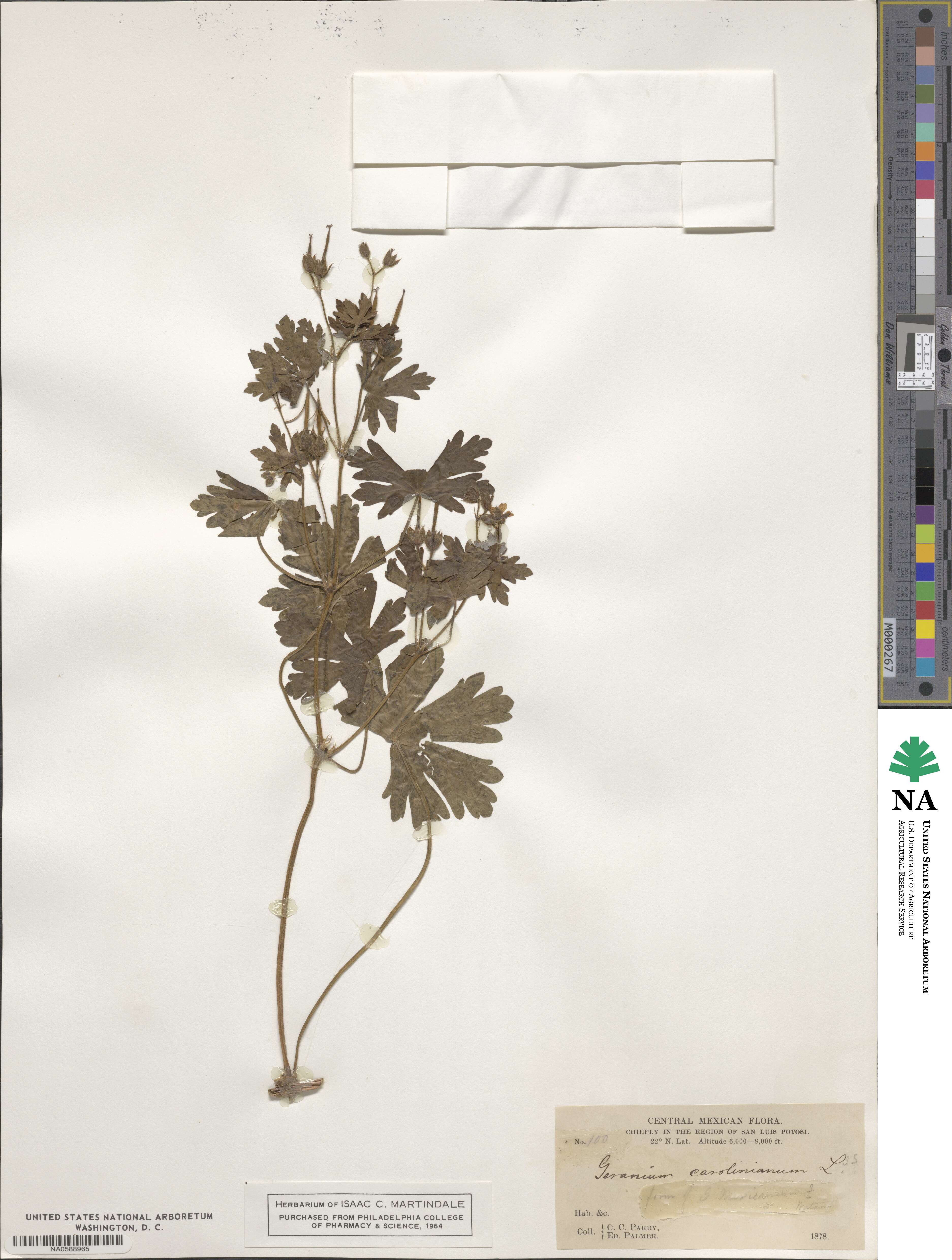 Geranium solanderi image