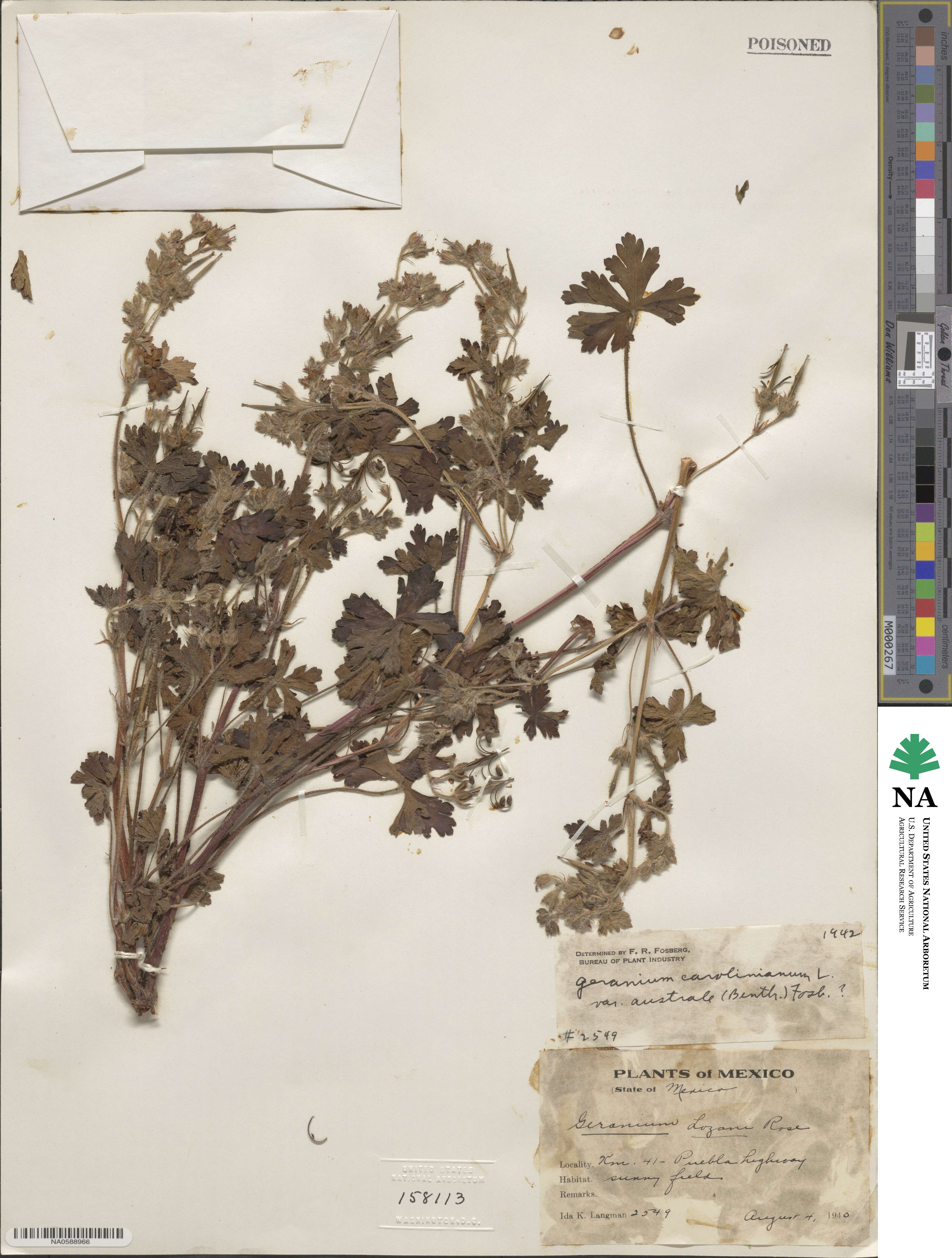 Geranium solanderi image