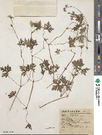 Image of Geranium clarum