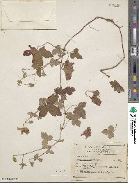 Image of Geranium deltoideum