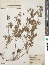 Geranium caespitosum image