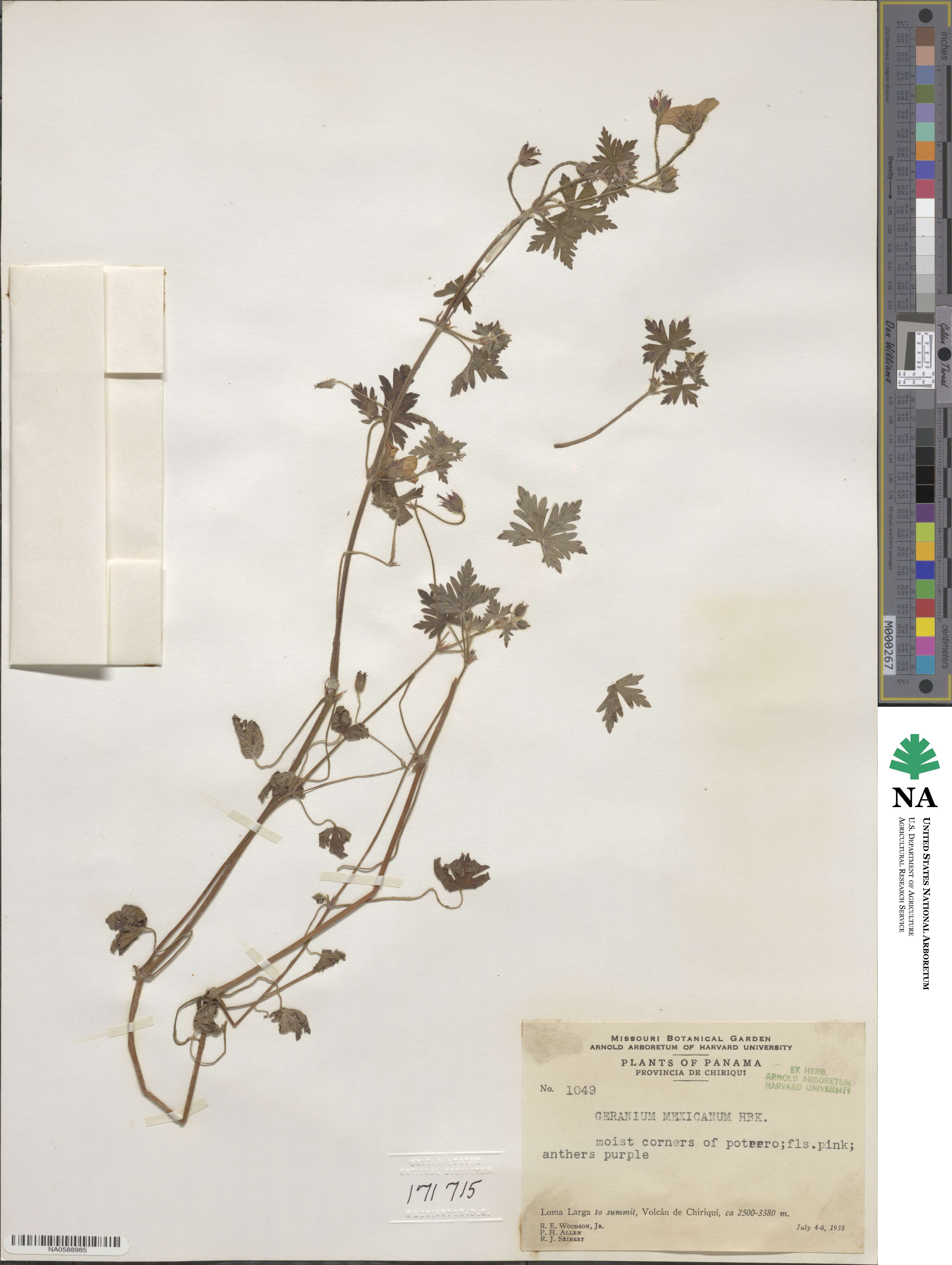 Geranium mexicanum image