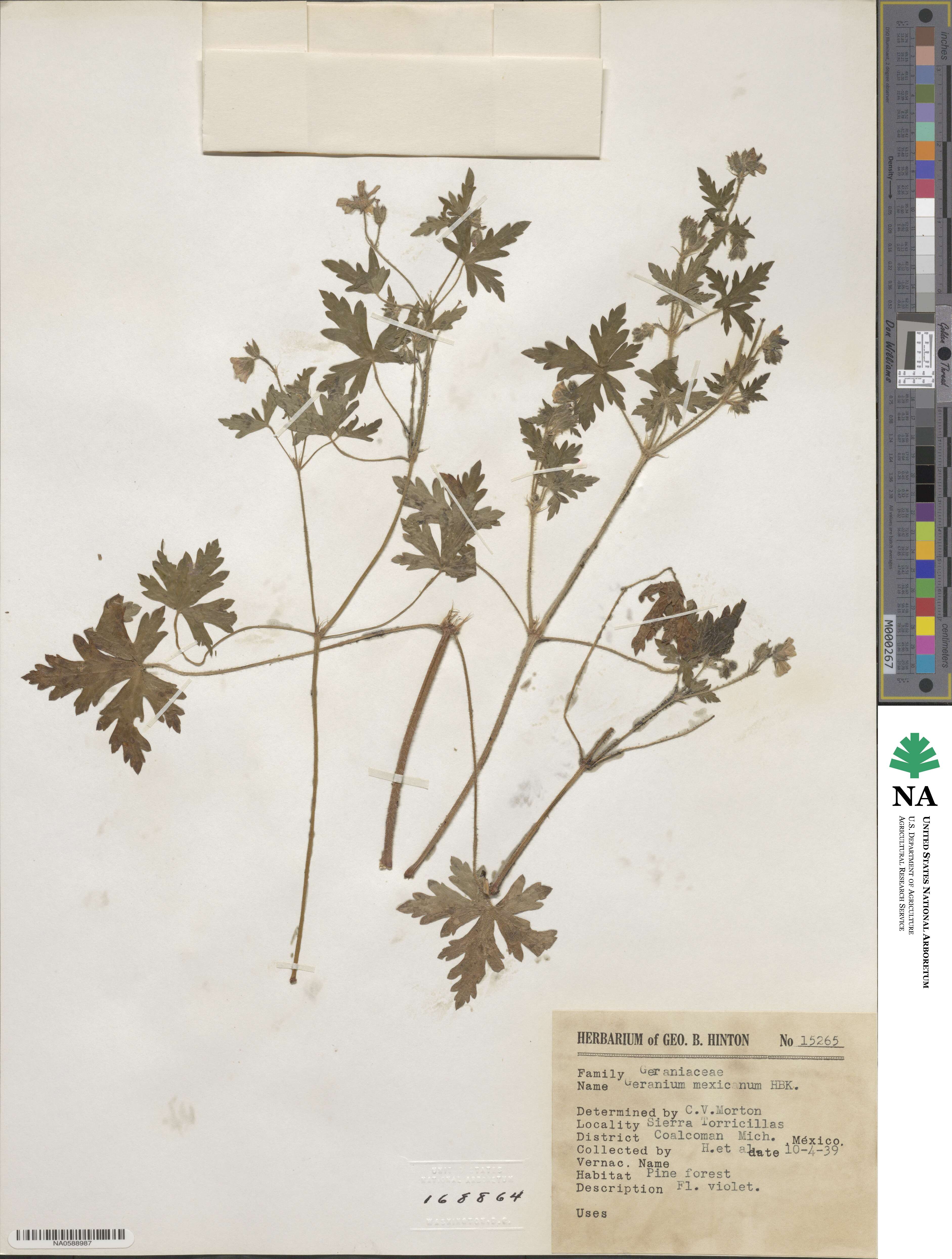 Geranium mexicanum image