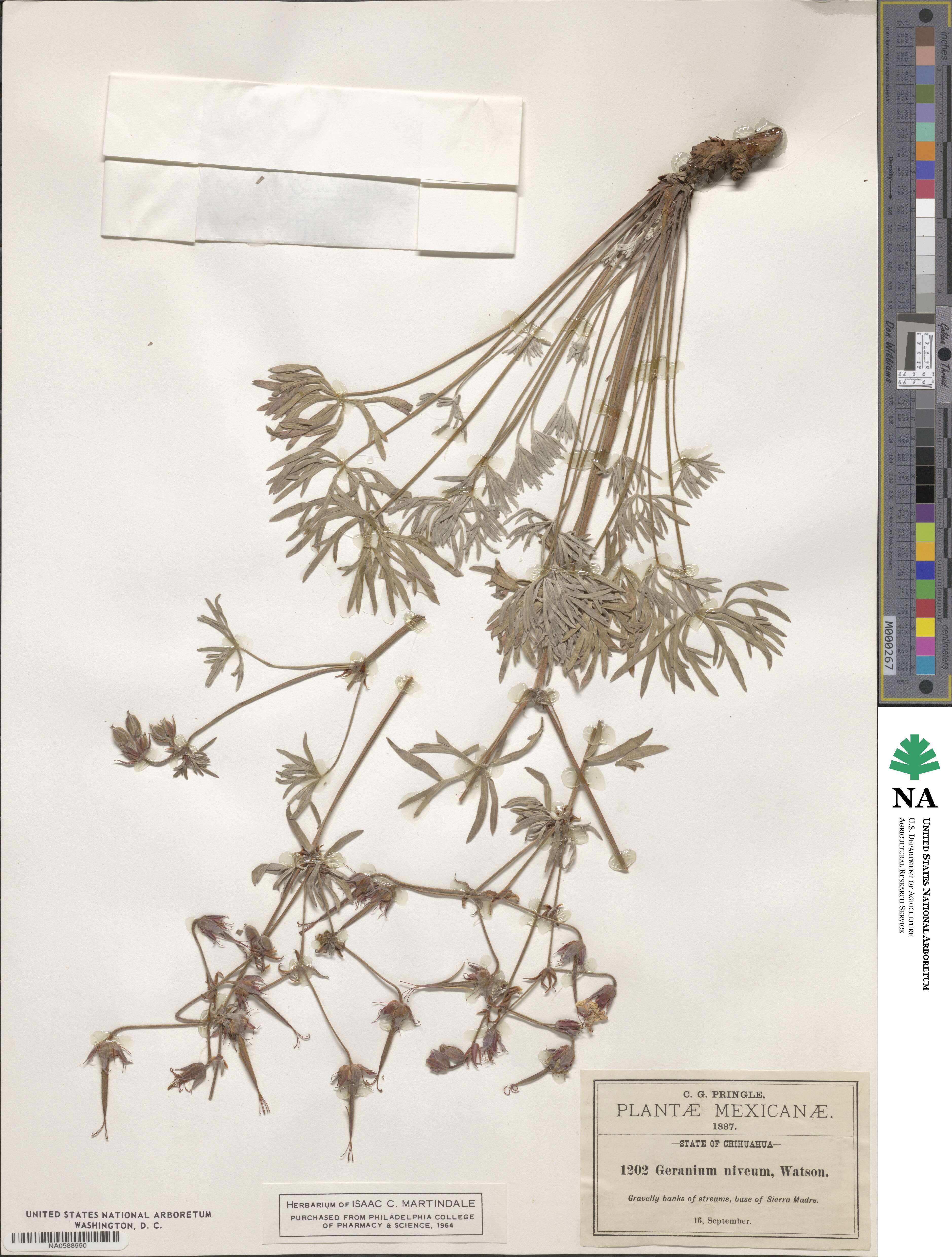 Geranium niveum image