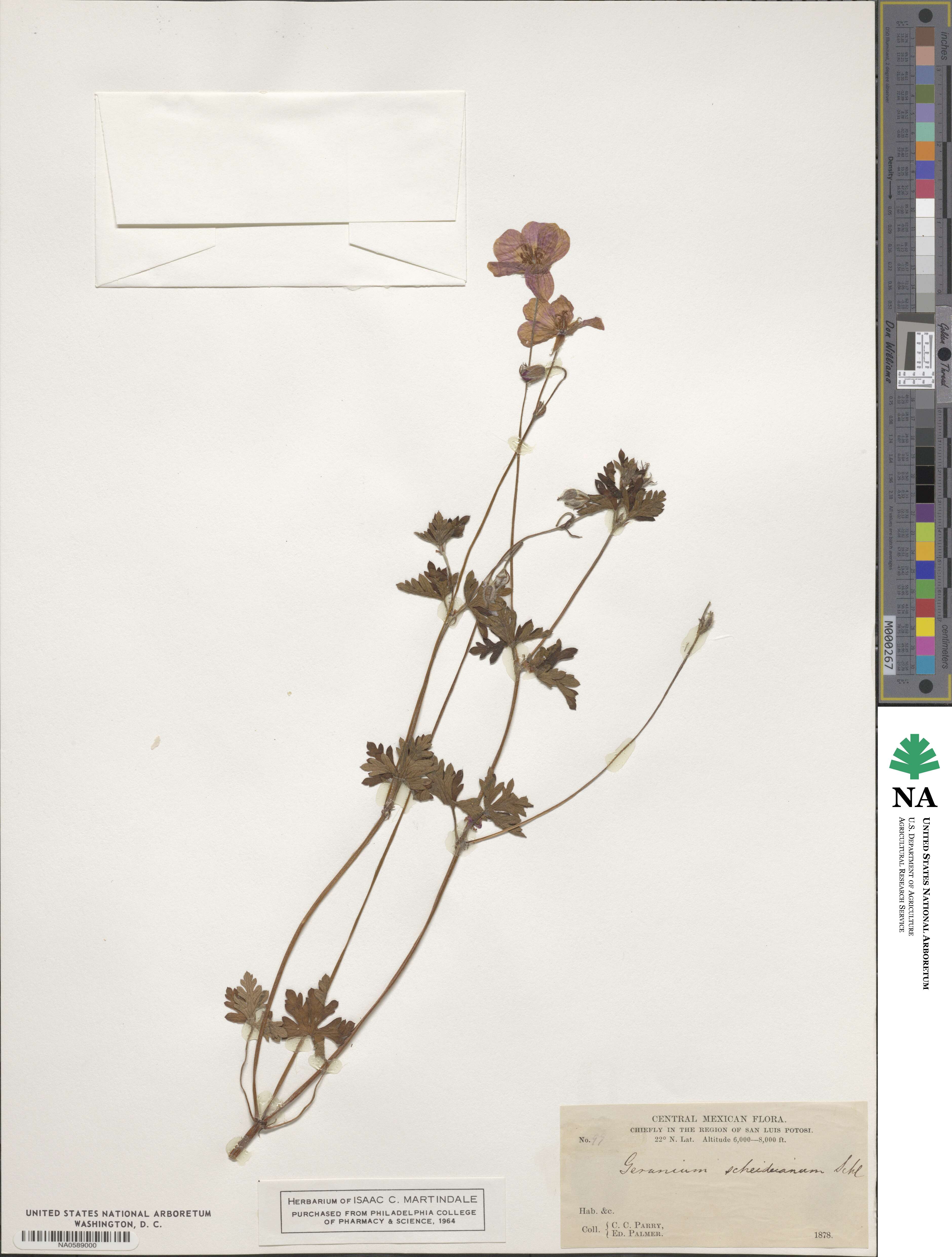 Geranium schiedeanum image