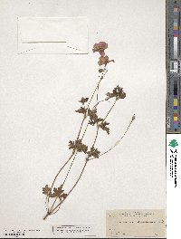 Geranium schiedeanum image