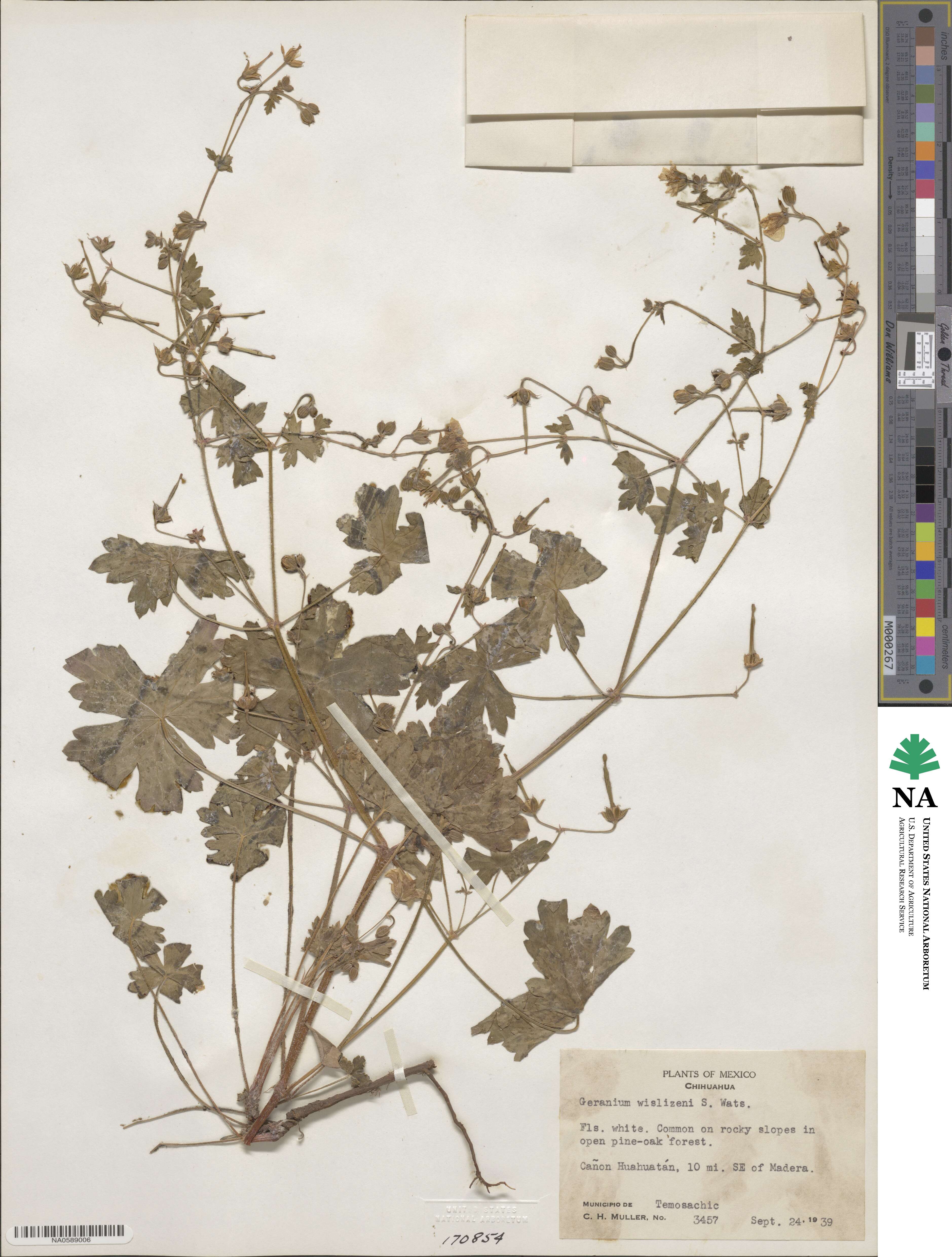 Geranium wislizeni image