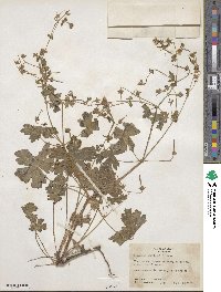 Geranium wislizeni image