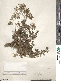 Geranium berteroanum image