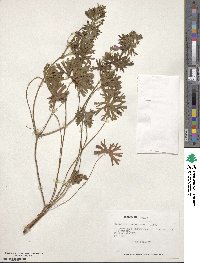 Geranium berteroanum image