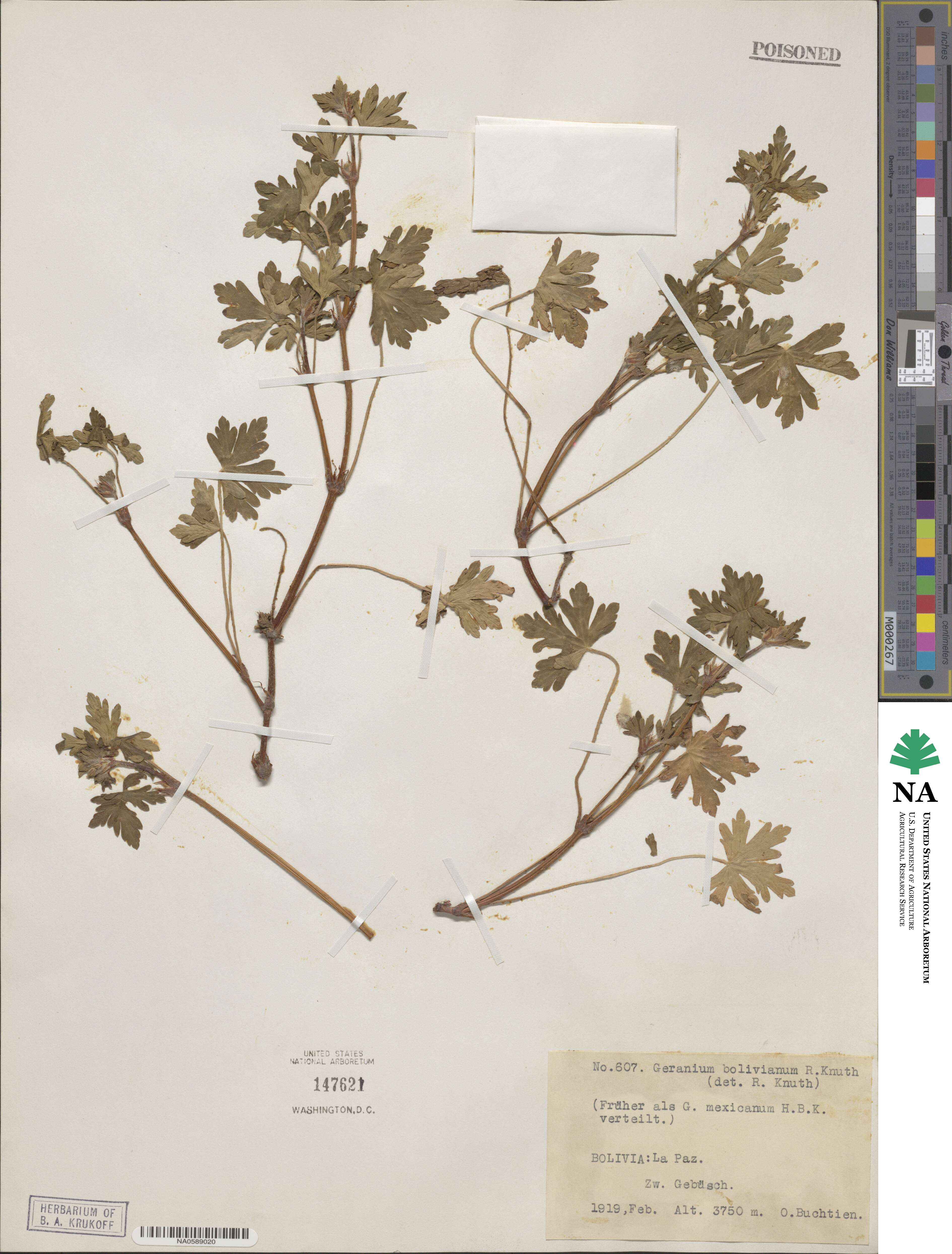 Geranium fallax image