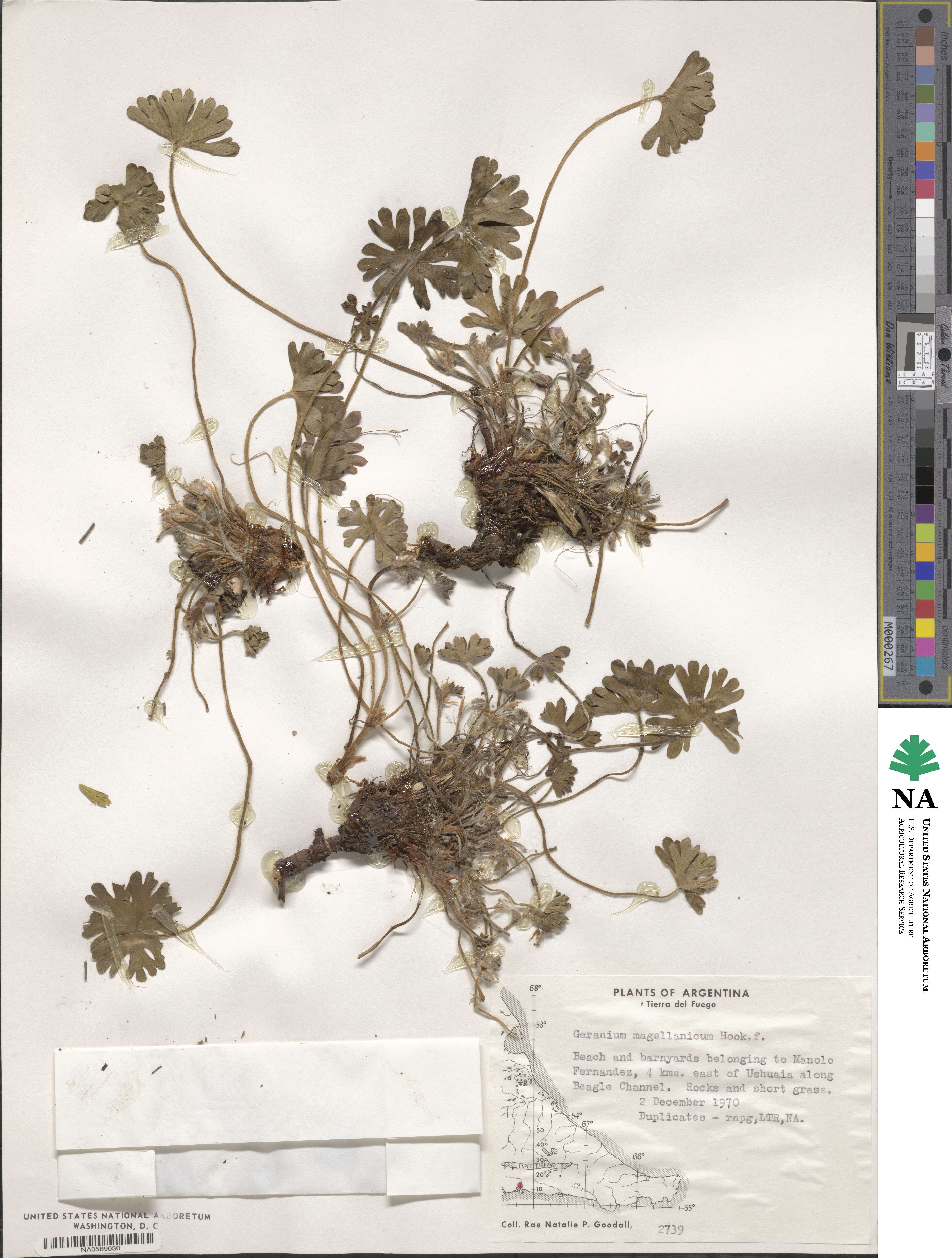 Geranium magellanicum image