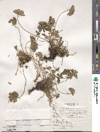 Geranium magellanicum image