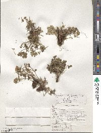 Geranium magellanicum image