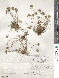 Geranium magellanicum image