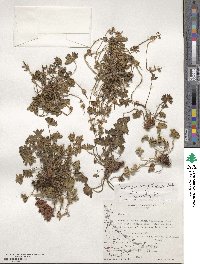 Geranium magellanicum image