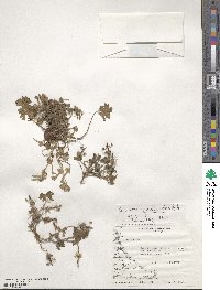 Geranium magellanicum image