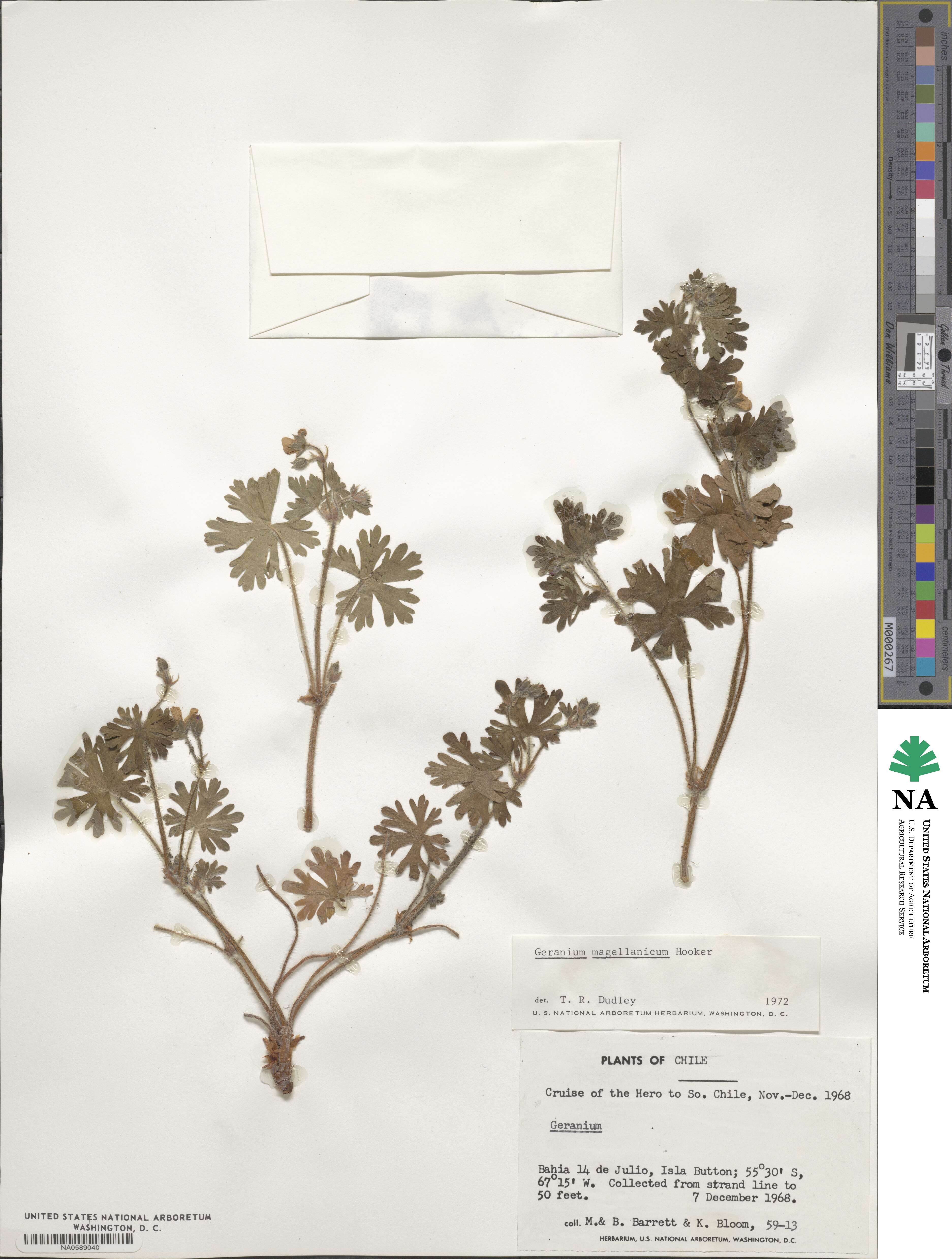 Geranium magellanicum image