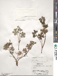 Geranium magellanicum image