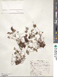 Geranium magellanicum image