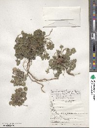 Geranium magellanicum image