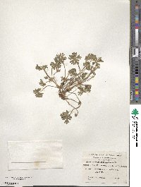 Geranium magellanicum image