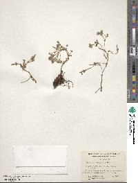 Geranium berteroanum image