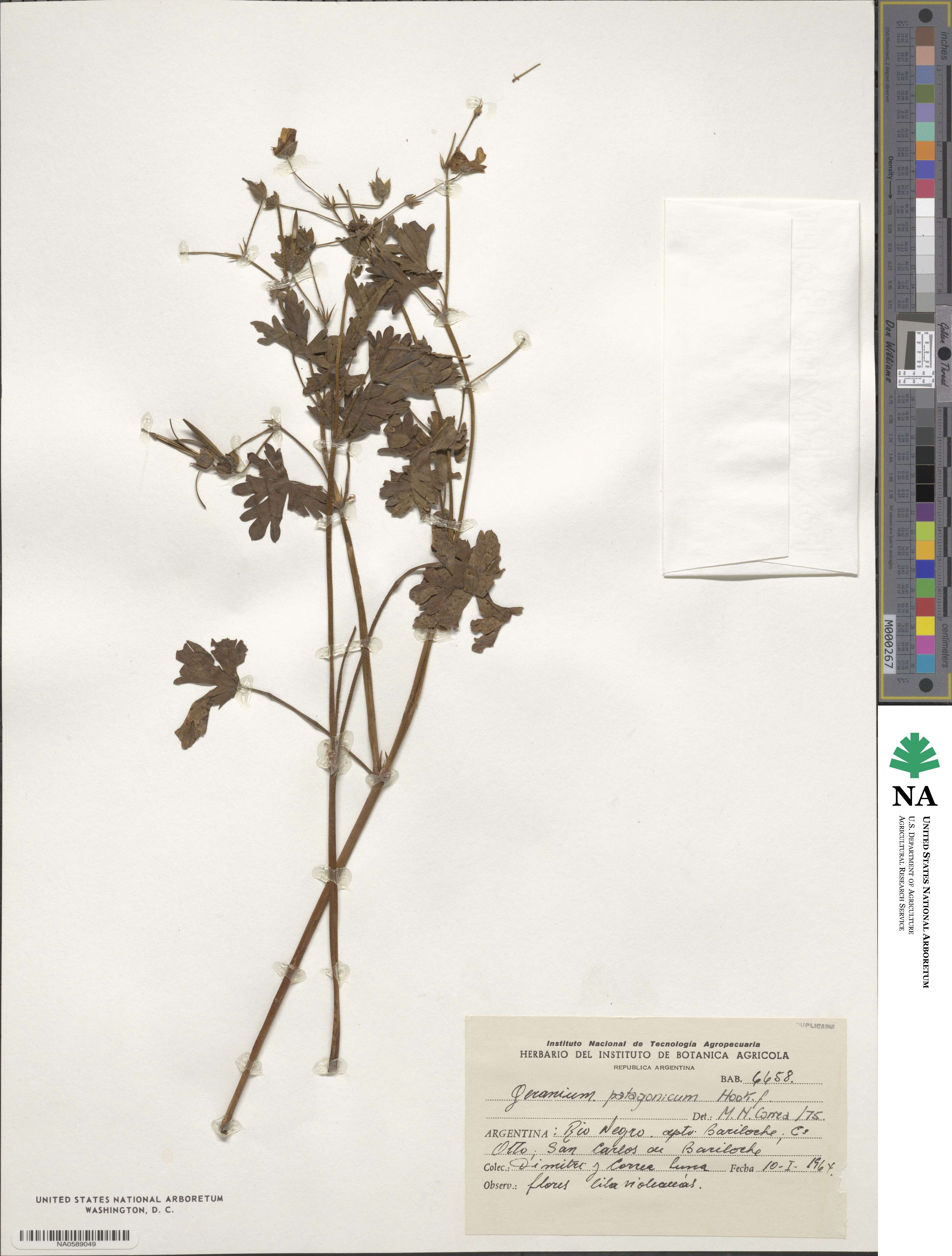 Geranium berteroanum image