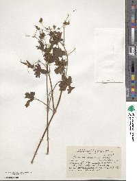 Geranium berteroanum image