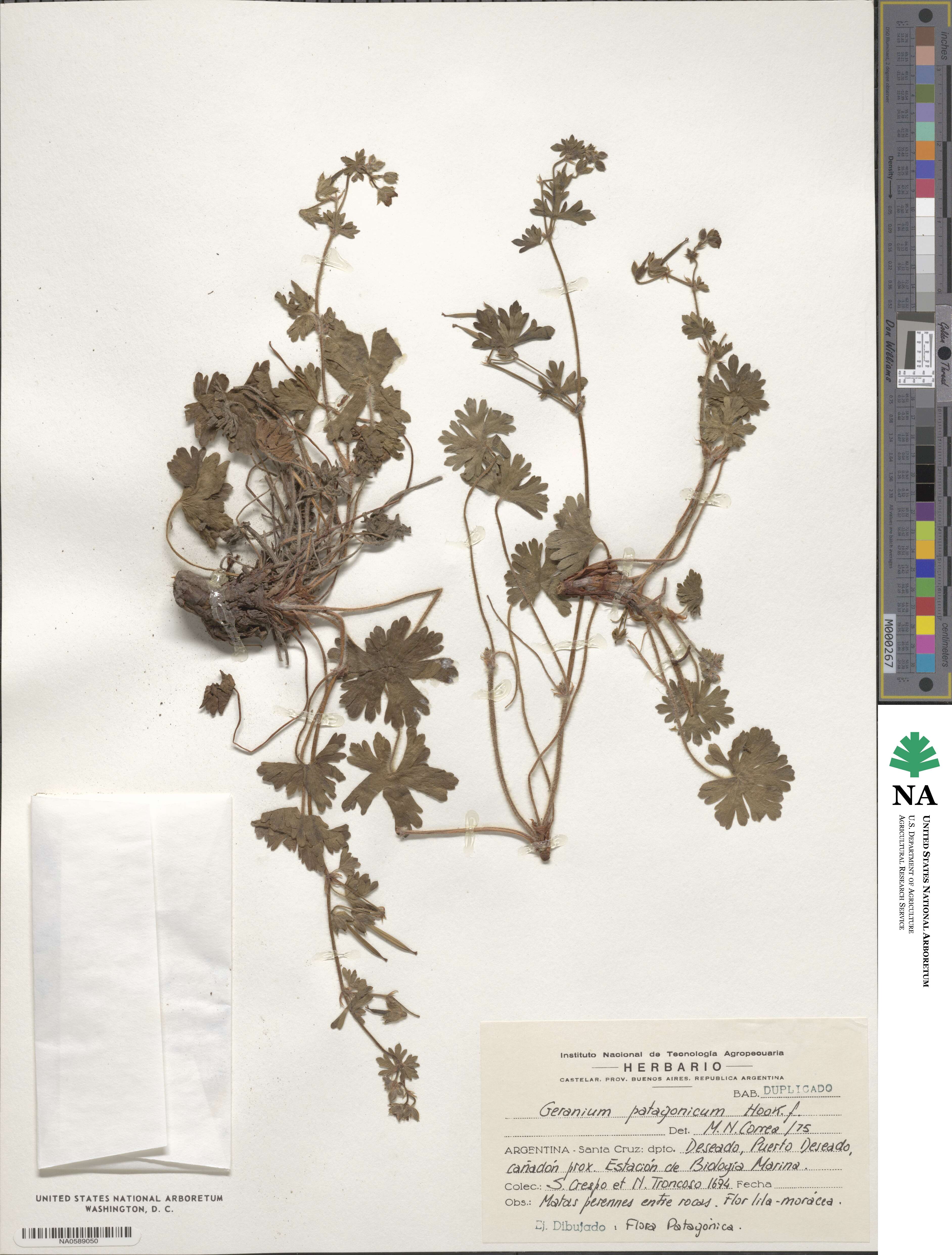 Geranium berteroanum image