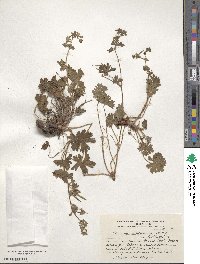 Geranium berteroanum image