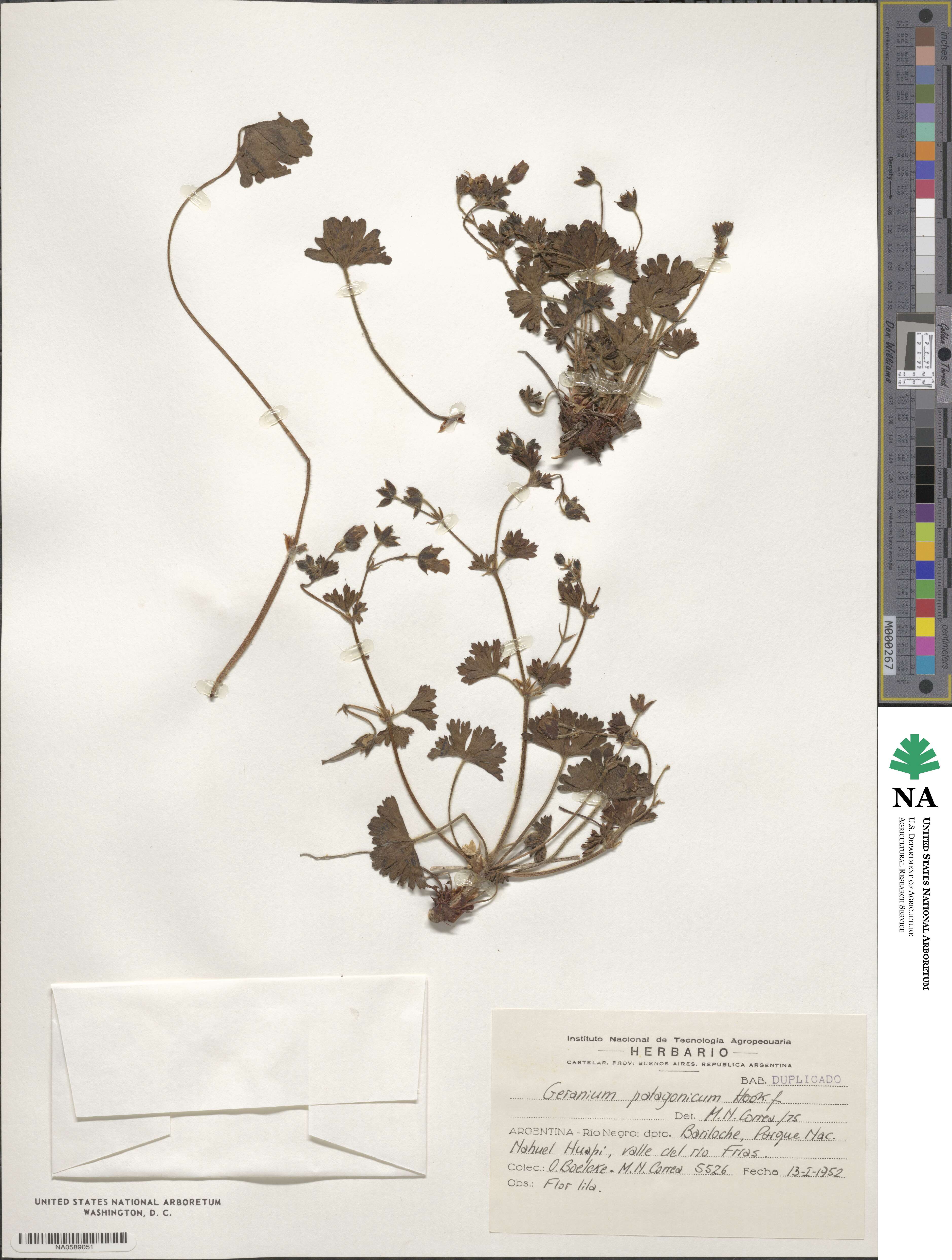 Geranium berteroanum image