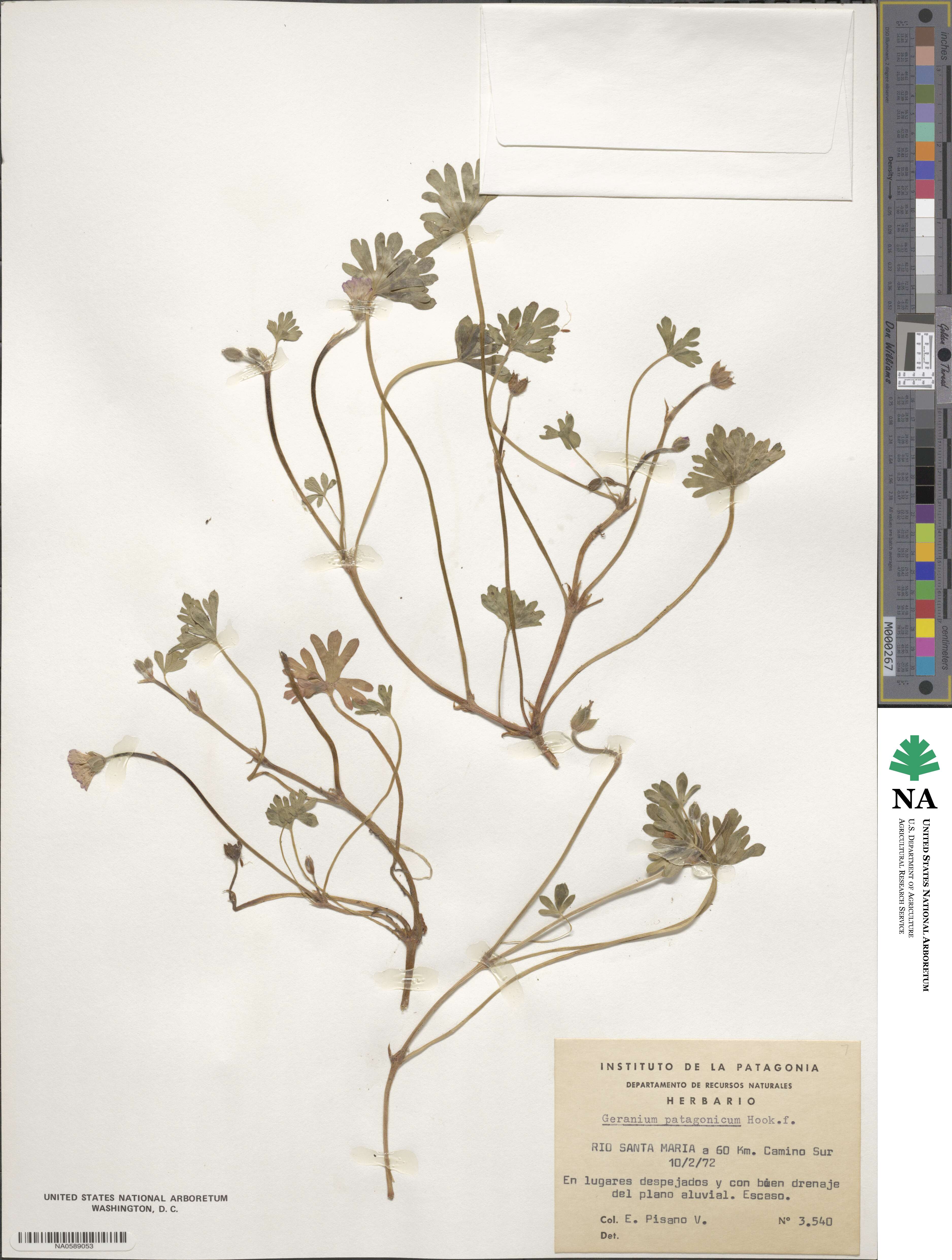 Geranium berteroanum image