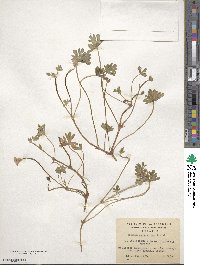 Geranium berteroanum image