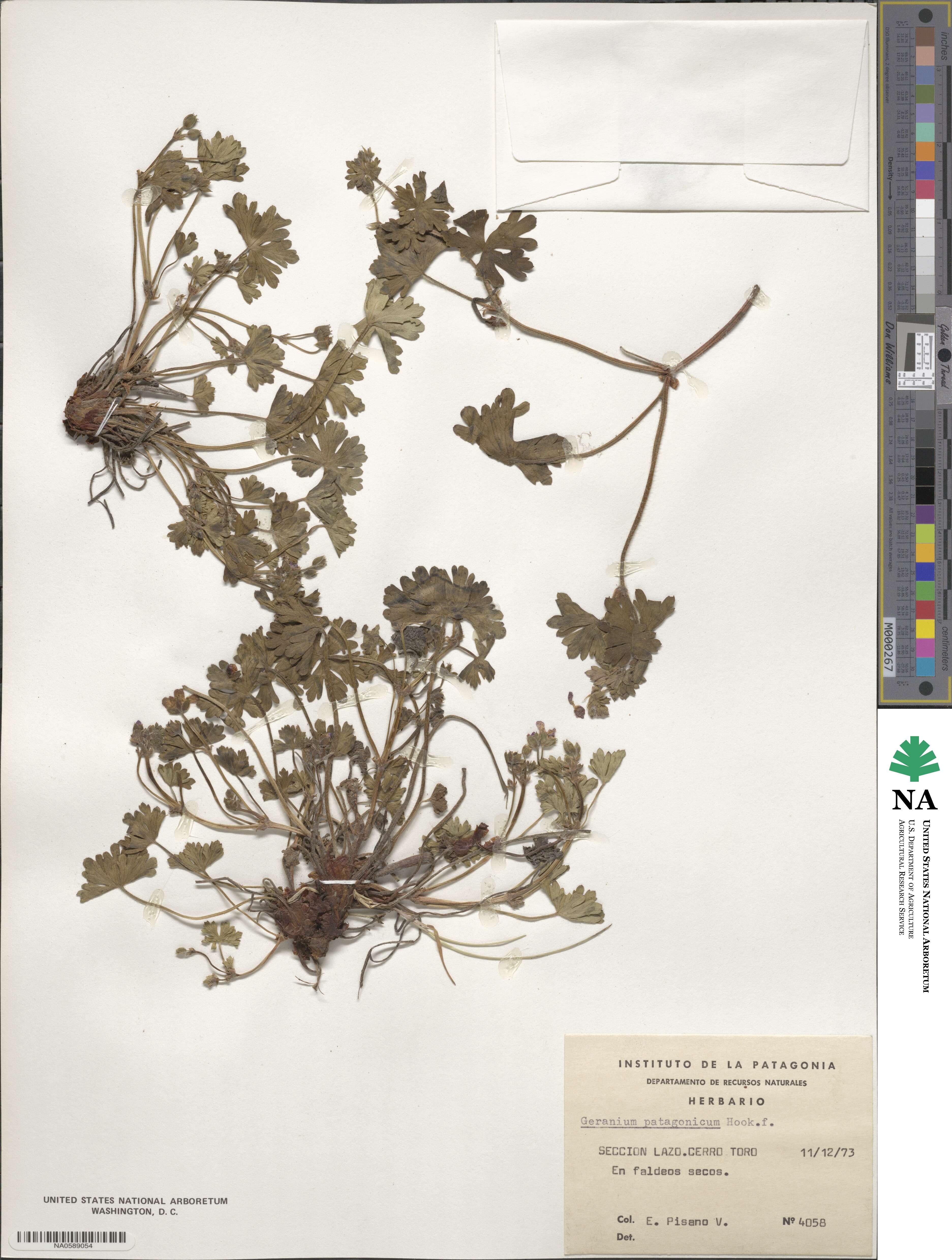 Geranium berteroanum image