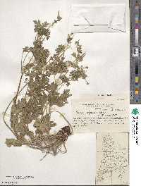 Geranium berteroanum image