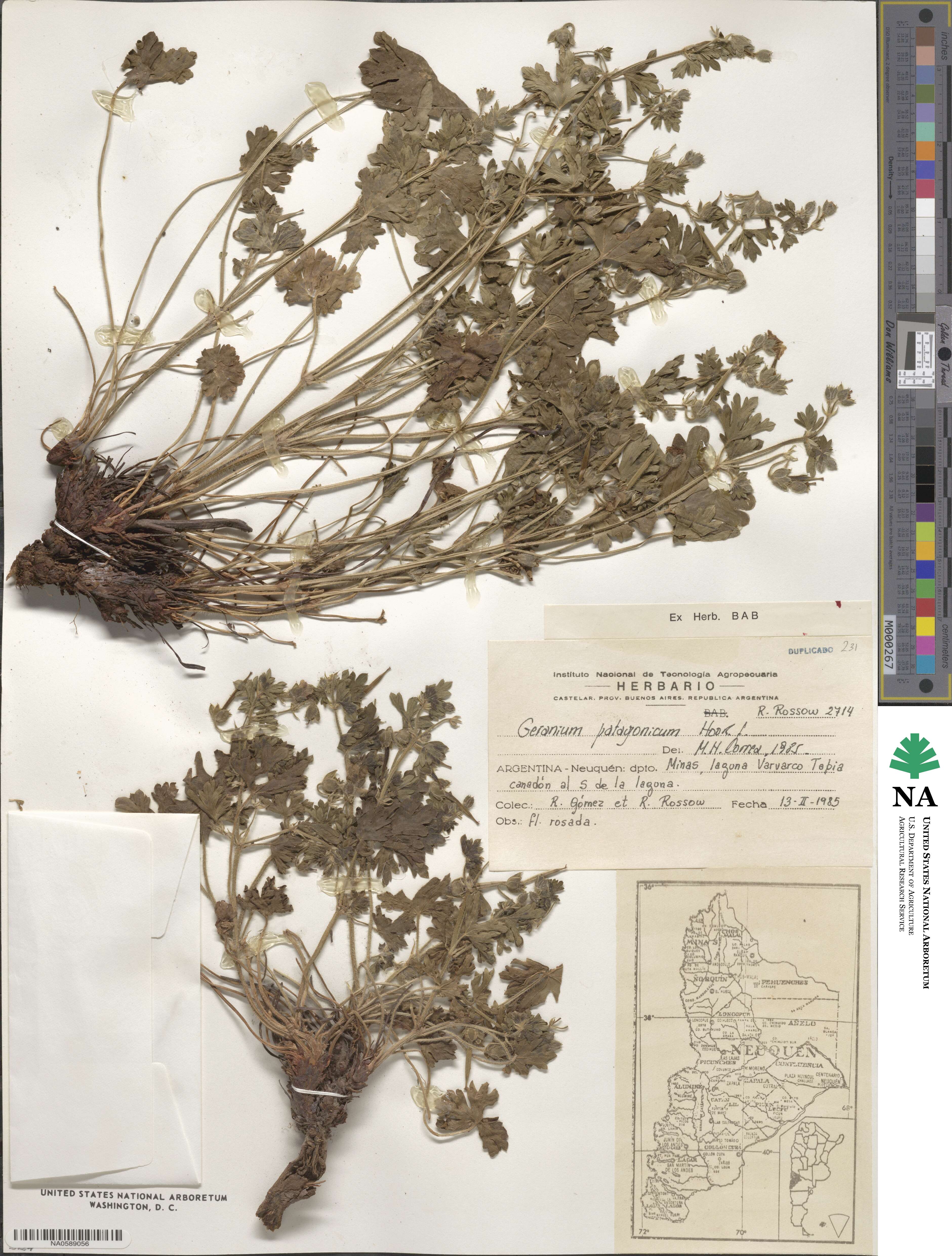 Geranium berteroanum image