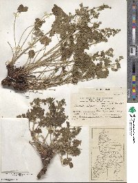 Geranium berteroanum image