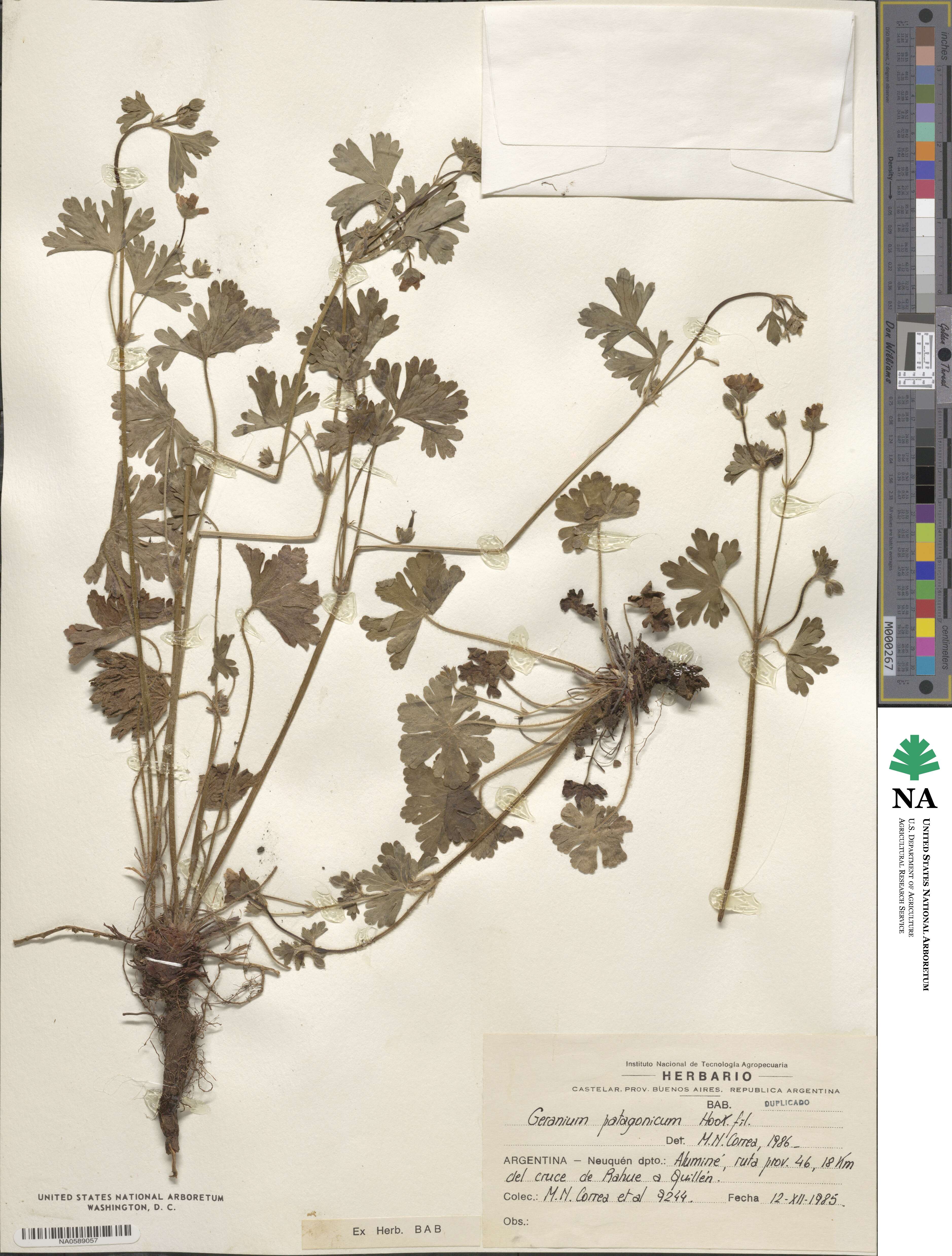 Geranium berteroanum image