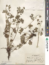 Geranium berteroanum image