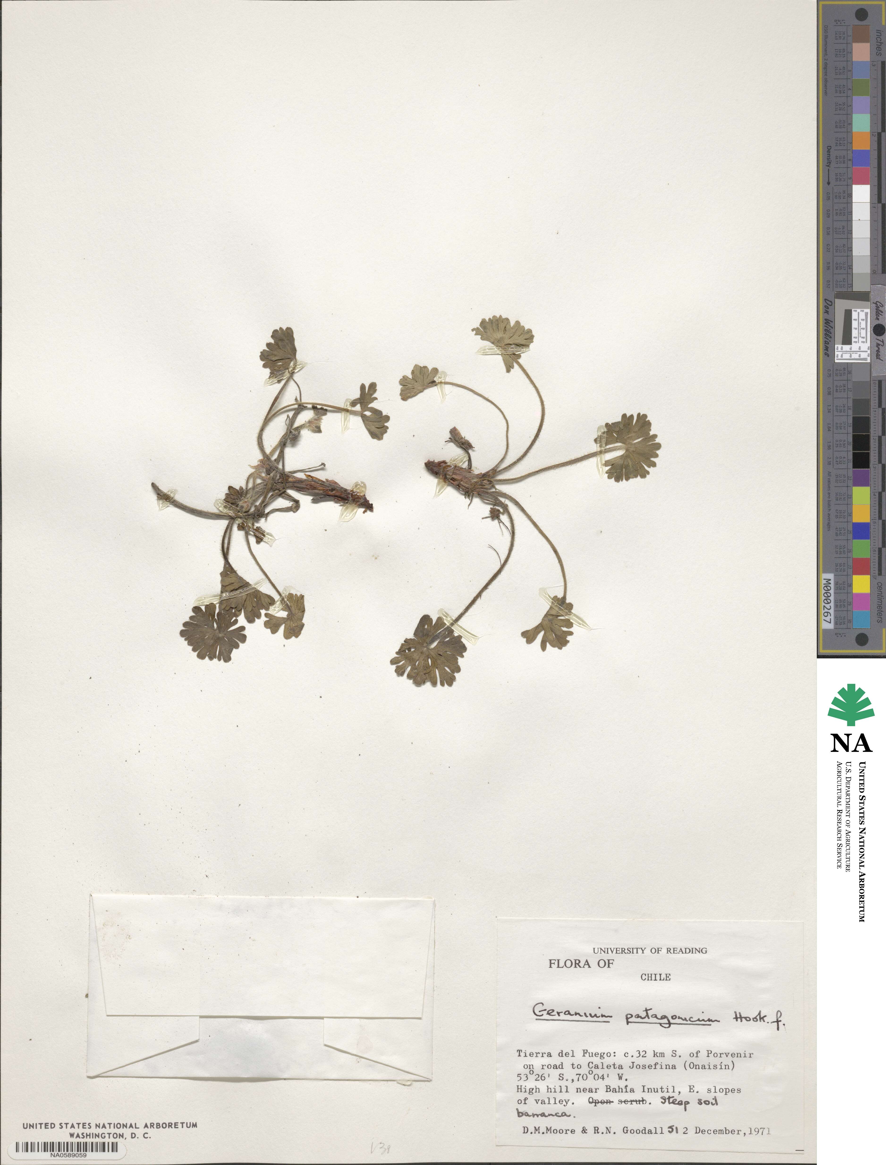 Geranium berteroanum image